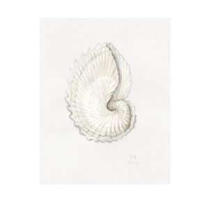 Heels Agency Editor Demi Karan Heels Agency Editor Demi Karan Verandah House Seashell Frame Nautilus