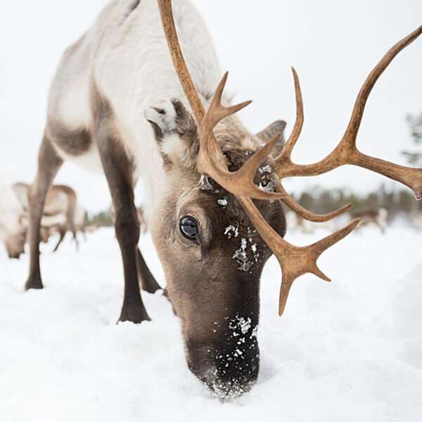 Heels Agency Editor Demi Karan Feature Lauren Bath Influencer Photographer Beginners Phototgraphy Course Snow Reindeer