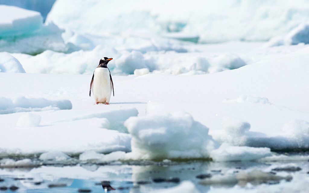 Heels Agency Editor Demi Karan Feature with Lauren Bath Travel Photographer Influencer Penguin in Antarctica